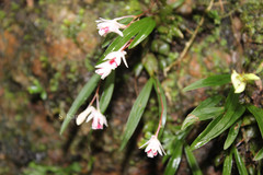 Dendrobium heyneanum
